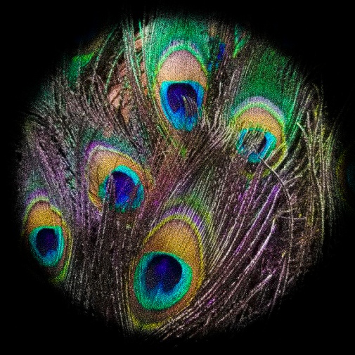 peacock_feathers_1920_sq